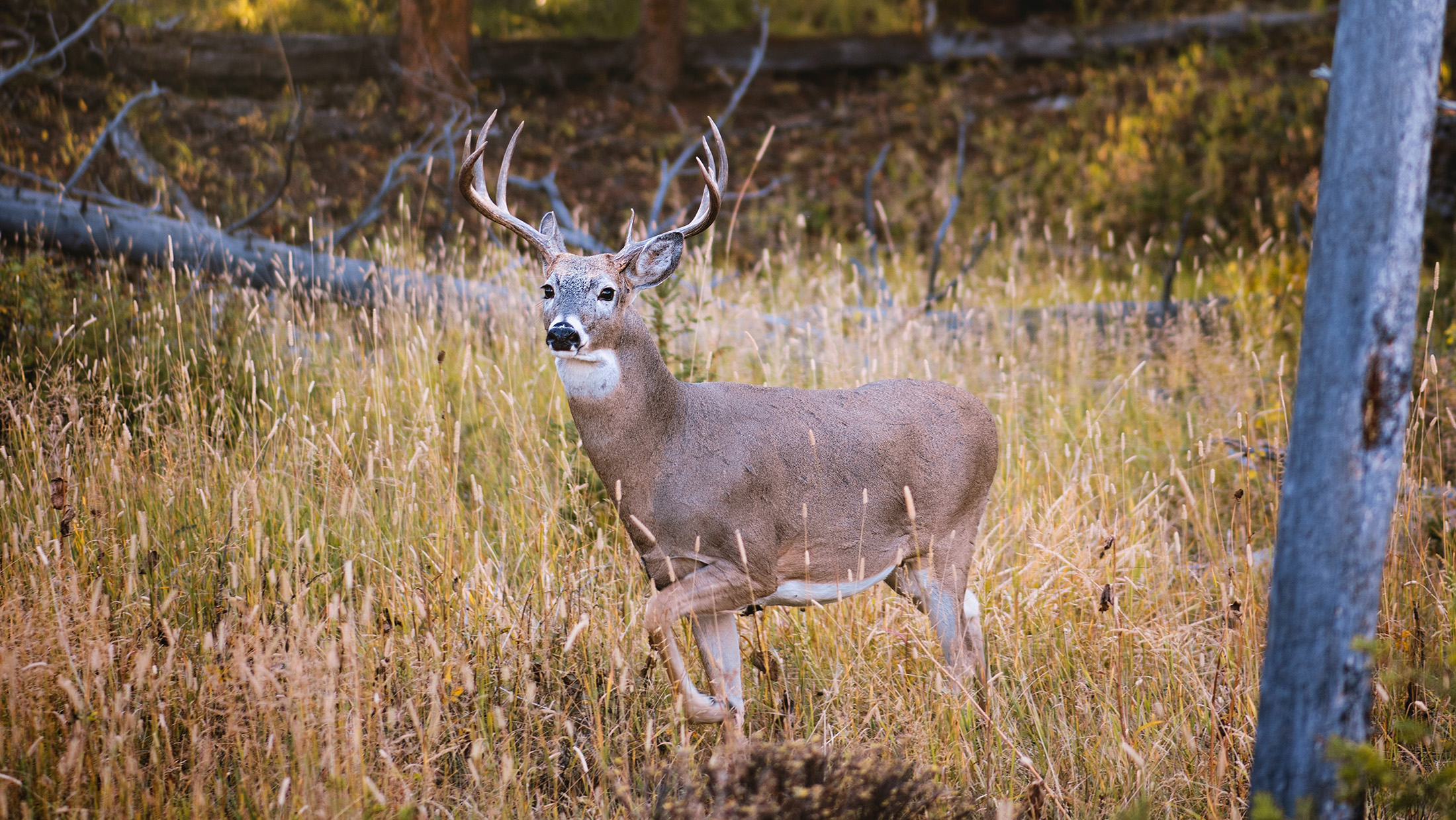 Best Public Land Deer Hunting Locations in the Midwest Outdoor America