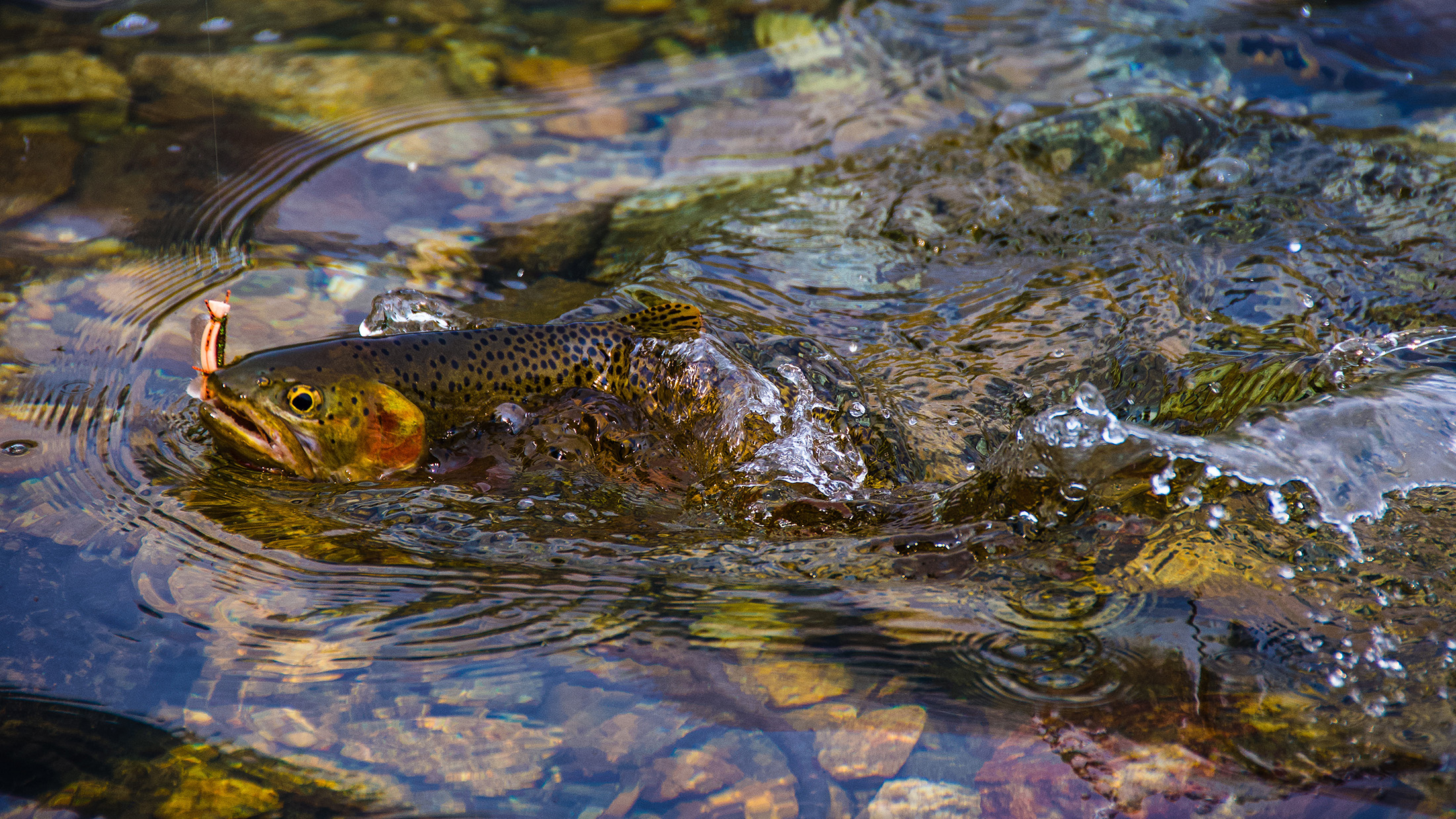 Fall Trout Fishing Bonanza on the Fly in the Northeast - Outdoor