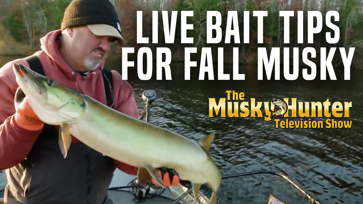 Catching Giant Fall Musky with Live Bait Outdoor America