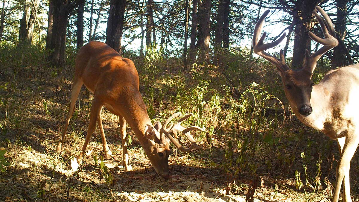 what states allow dogs for deer hunting