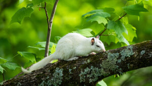 White Squirrel with no markings