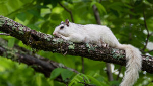 The White Squirrel